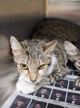 Rescue Domestic Short Hair Cats for Adoption in Hopkinsville, Kentucky - Charlotte | PetCurious