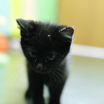 Choo Choo -  Domestic Short Hair Cat for Adoption in Idaho Falls, Idaho - Choo Choo | PetCurious