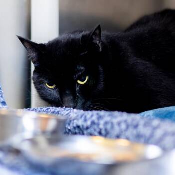 Blackie (bonded with Red) -  Domestic Short Hair Cat for Adoption in Wilmington, Delaware - Blackie (bonded With Red) | PetCurious