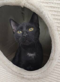 Pippin -  Domestic Short Hair Cat for Adoption in Corpus Christi, Texas - Pippin | PetCurious