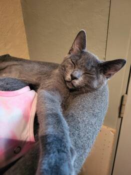 Frimousse -  Domestic Short Hair Cat for Adoption in Montreal, Quebec - Frimousse | PetCurious
