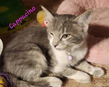Rescue Domestic Medium Hair Cats for Adoption in Dallas, Texas - Cappacino 7841 | PetCurious