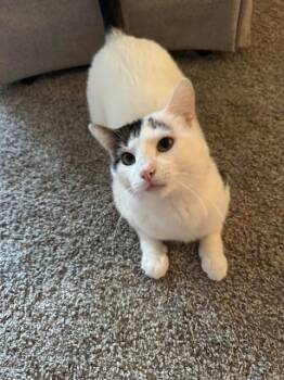 Domestic Short Hair Cats Available for Adoption - Butter Dish | PetCurious