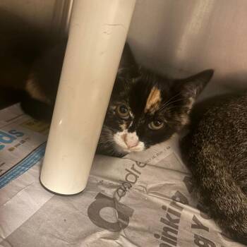Maple -  Domestic Short Hair Cat for Adoption in Brockton, Massachusetts - Maple | PetCurious