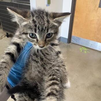 Tish -  Domestic Medium Hair Cat for Adoption in Columbiana, Alabama - Tish | PetCurious