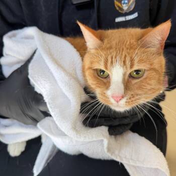 Robin -  Domestic Short Hair Cat for Adoption in Winston-salem, North Carolina - Robin | PetCurious