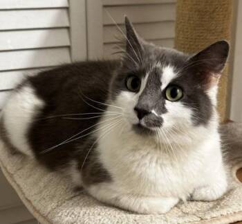 Domestic Medium Hair and Domestic Short Hair Cats Available for Adoption - Dove | PetCurious