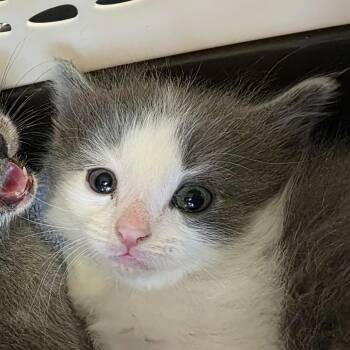 Doc -  Domestic Medium Hair Cat for Adoption in Laramie, Wyoming - Doc | PetCurious