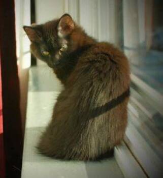 Domestic Long Hair Cats Available for Adoption - Hera | PetCurious