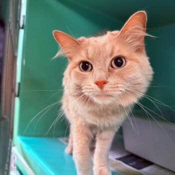 Cappuccino -  Maine Coon Cat for Adoption - Cappuccino | PetCurious