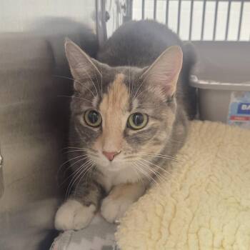 Domestic Short Hair Cats Available for Adoption - Lola Kiwi | PetCurious