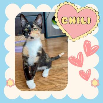 Rescue Calico and Tortoiseshell Cats for Adoption in Port Chester, New York - Chili | PetCurious