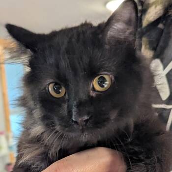 Domestic Long Hair Cats Available for Adoption - Gadget | PetCurious