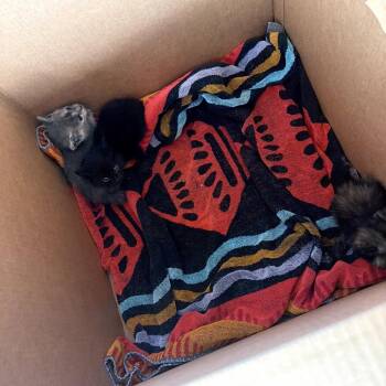 Domestic Short Hair Cats Available for Adoption in Long Beach, California - Dyson | PetCurious