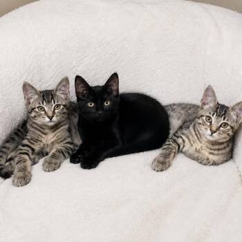 Tamale, Tostada, and Elote (sweetest trio ever) -  Domestic Short Hair Cat for Adoption in Farmington, Minnesota - Tamale, Tostada, And Elote (sweetest Trio Ever) | PetCurious