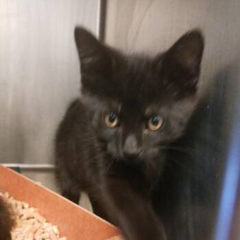 Jerry -  Domestic Short Hair Cat for Adoption in Nashville, Tennessee - Jerry | PetCurious