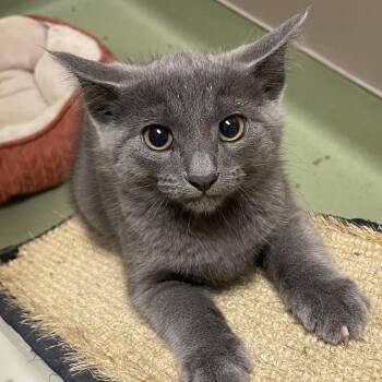Titus -  Domestic Short Hair Cat for Adoption in Norman, Oklahoma - Titus | PetCurious