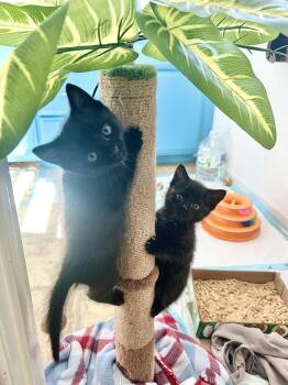 Oliver -  Bombay Cat Available for Adoption in Lancaster, California - Oliver | PetCurious