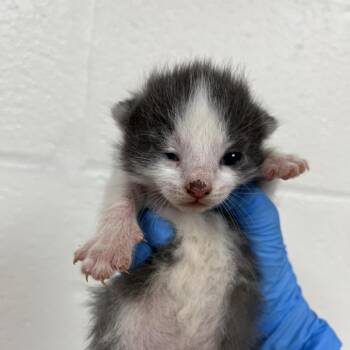 SVAS-Stray-39283 -  Domestic Short Hair Cat for Adoption in Lyndhurst, Virginia - SVAS-Stray-39283 | PetCurious