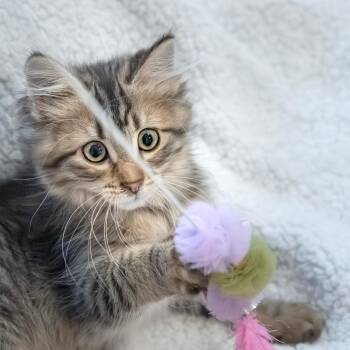 Gia -  Domestic Long Hair Cat for Adoption in Calgary, Alberta - Gia | PetCurious