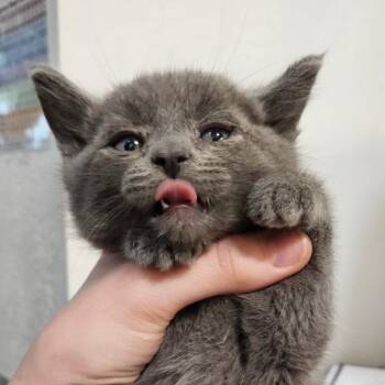 Hexagon -  Domestic Short Hair Cat for Adoption in Idaho Falls, Idaho - Hexagon | PetCurious