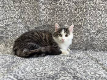 Rescue Domestic Medium Hair and American Shorthair Cats for Adoption in Frankfort, Indiana - Pistachio | PetCurious