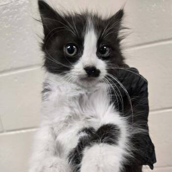 Rooibos -  Domestic Medium Hair Cat for Adoption in Reno, Nevada - Rooibos | PetCurious