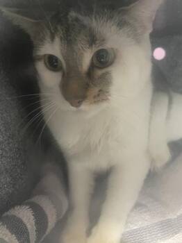 Domestic Short Hair Cats Available for Adoption - *Castella* | PetCurious