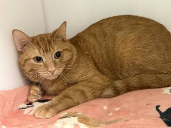 Domestic Short Hair Cats Available for Adoption in Delson, Quebec - Matcho | PetCurious