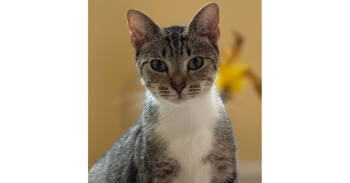 Rescue Domestic Short Hair Cats for Adoption in Virginia Beach, Virginia - Mama Vera 2025 | PetCurious