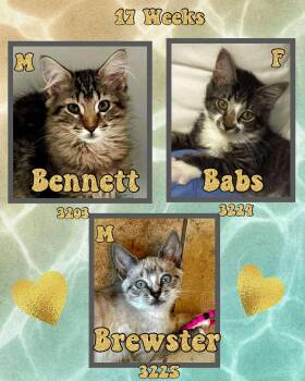 Siamese Cats Available for Adoption - BREWSTER | PetCurious