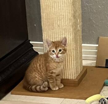 Domestic Short Hair Cats Available for Adoption in West Palm Beach, Florida - Twinkle | PetCurious