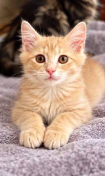 Phil -  Tabby Cat for Adoption in Knoxville, Tennessee - Phil | PetCurious