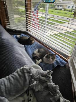 Domestic Medium Hair Cats Available for Adoption in Muskegon, Michigan - Tabasco | PetCurious
