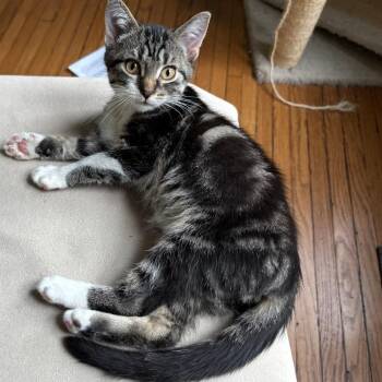 Rescue Domestic Short Hair Cats for Adoption in Evanston, Illinois - Maltesers | PetCurious