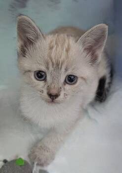 Domestic Short Hair and Siamese Cats Available for Adoption in San Jose, California - Petrova | PetCurious