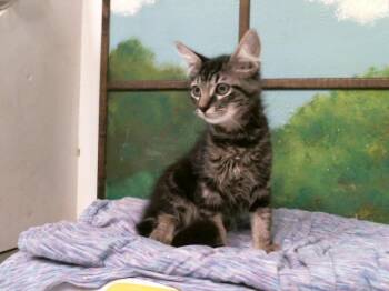 WALLY -  Domestic Short Hair Cat for Adoption in Houston, Texas - WALLY | PetCurious