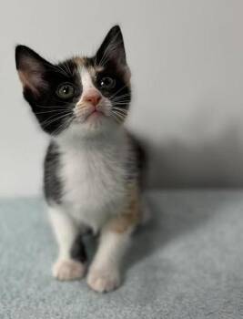 Vogue -  Calico Cat for Adoption in Effingham, Illinois - Vogue | PetCurious