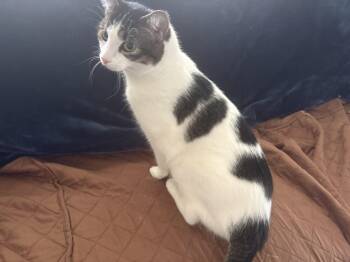 Libby -  Domestic Short Hair Cat for Adoption in Clayton, North Carolina - Libby | PetCurious