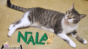 Rescue Domestic Short Hair Cats for Adoption in Ottawa Hills, Ohio - Nala | PetCurious