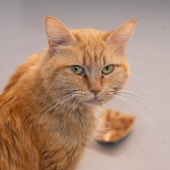 Frenchie -  Domestic Medium Hair Cat for Adoption in Lakewood, Colorado - Frenchie | PetCurious