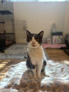 Rescue Domestic Short Hair Cats for Adoption in Chandler, Arizona - Hans | PetCurious
