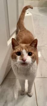 Rescue Domestic Short Hair Cats for Adoption in Farmington Hills, Michigan - Mickey (FELV+ KITTY) | PetCurious