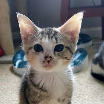 Snickers Llanos (Honey kitten) -  Domestic Short Hair Cat for Adoption in Merrifield, Virginia - Snickers Llanos (Honey Kitten) | PetCurious