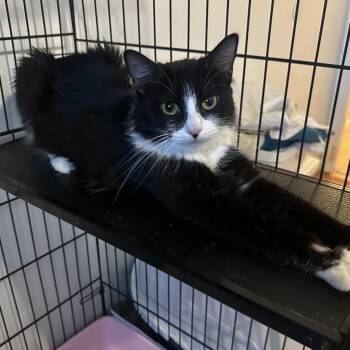 Magnolia -  Domestic Medium Hair Cat Available for Adoption in Escondido, California - Magnolia | PetCurious
