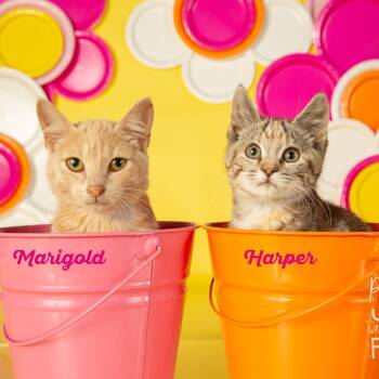 Rescue Domestic Short Hair Cats for Adoption in Springfield, Missouri - Harper | PetCurious