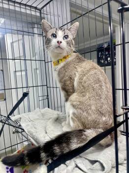 Siamese Cats Available for Adoption in Plano, Texas - Pinto | PetCurious