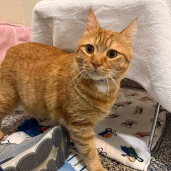 Cooper -  Domestic Short Hair Cat for Adoption in Fairport, New York - Cooper | PetCurious