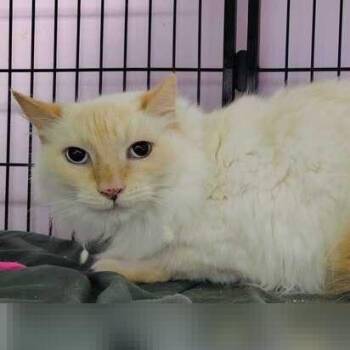 Snowy -  Domestic Short Hair Cat for Adoption in Davenport, Iowa - Snowy | PetCurious