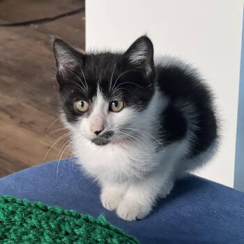 Chips Ahoy -  American Shorthair Cat for Adoption in Newberg, Oregon - Chips Ahoy | PetCurious